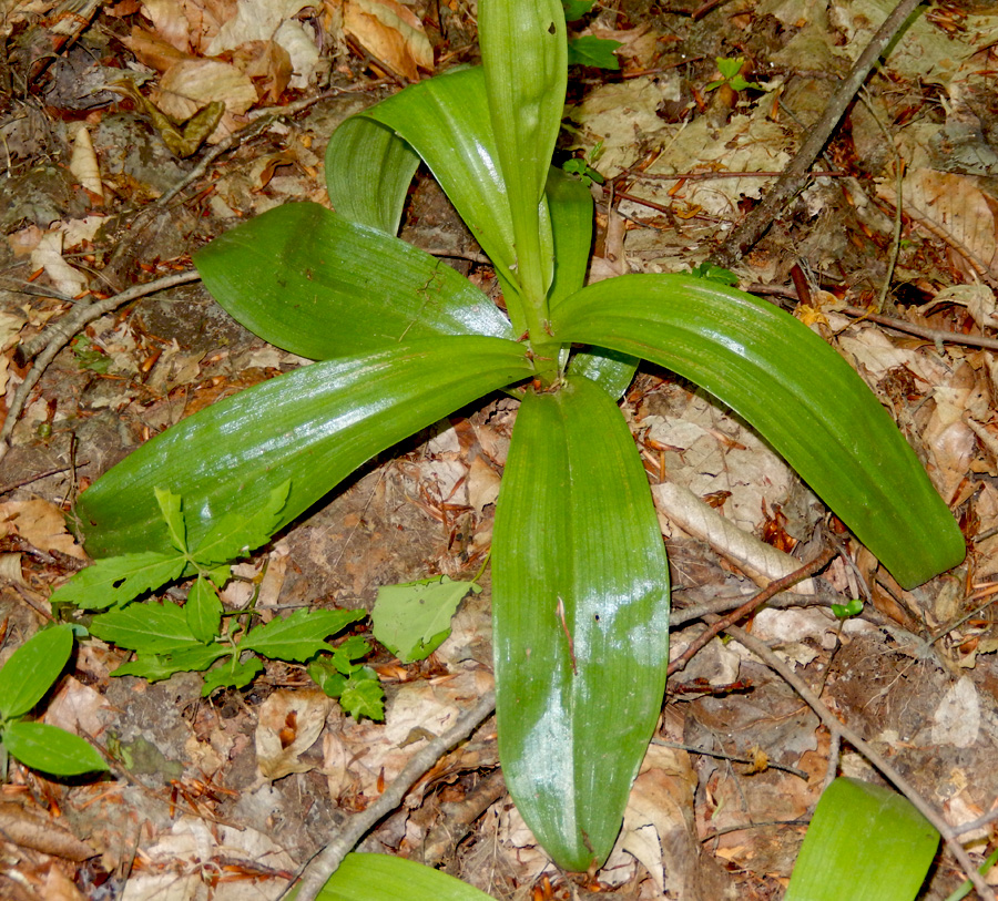 Изображение особи Orchis purpurea ssp. caucasica.