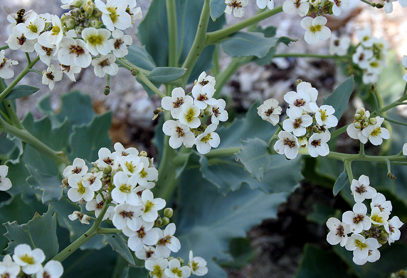 Image of Crambe maritima specimen.