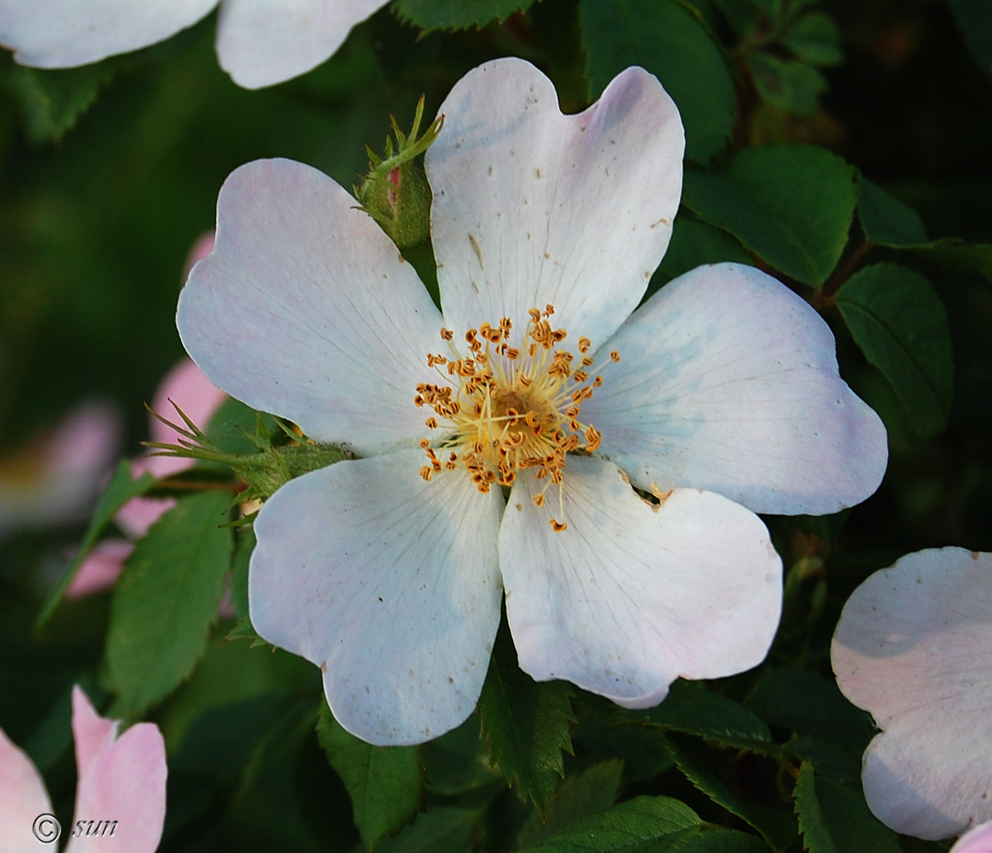 Image of Rosa canina specimen.
