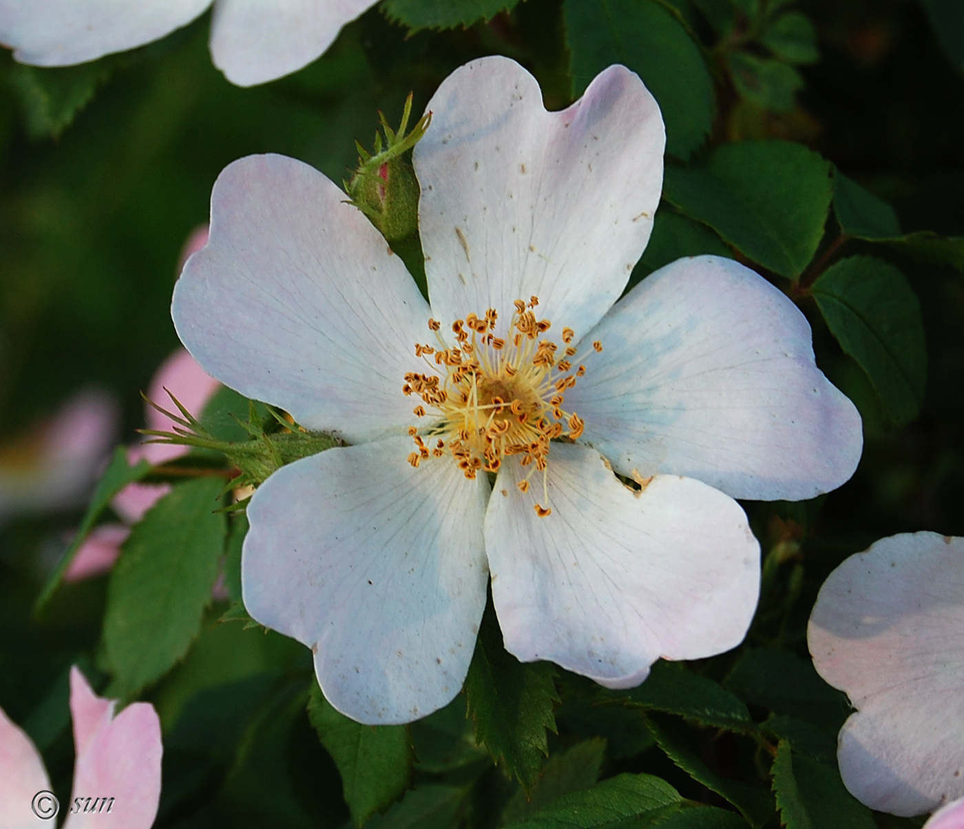 Изображение особи Rosa canina.