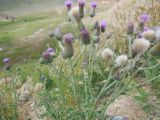 Cirsium incanum