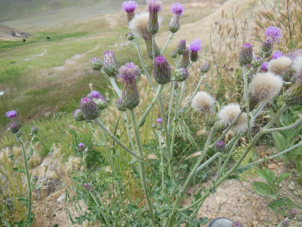 Изображение особи Cirsium incanum.