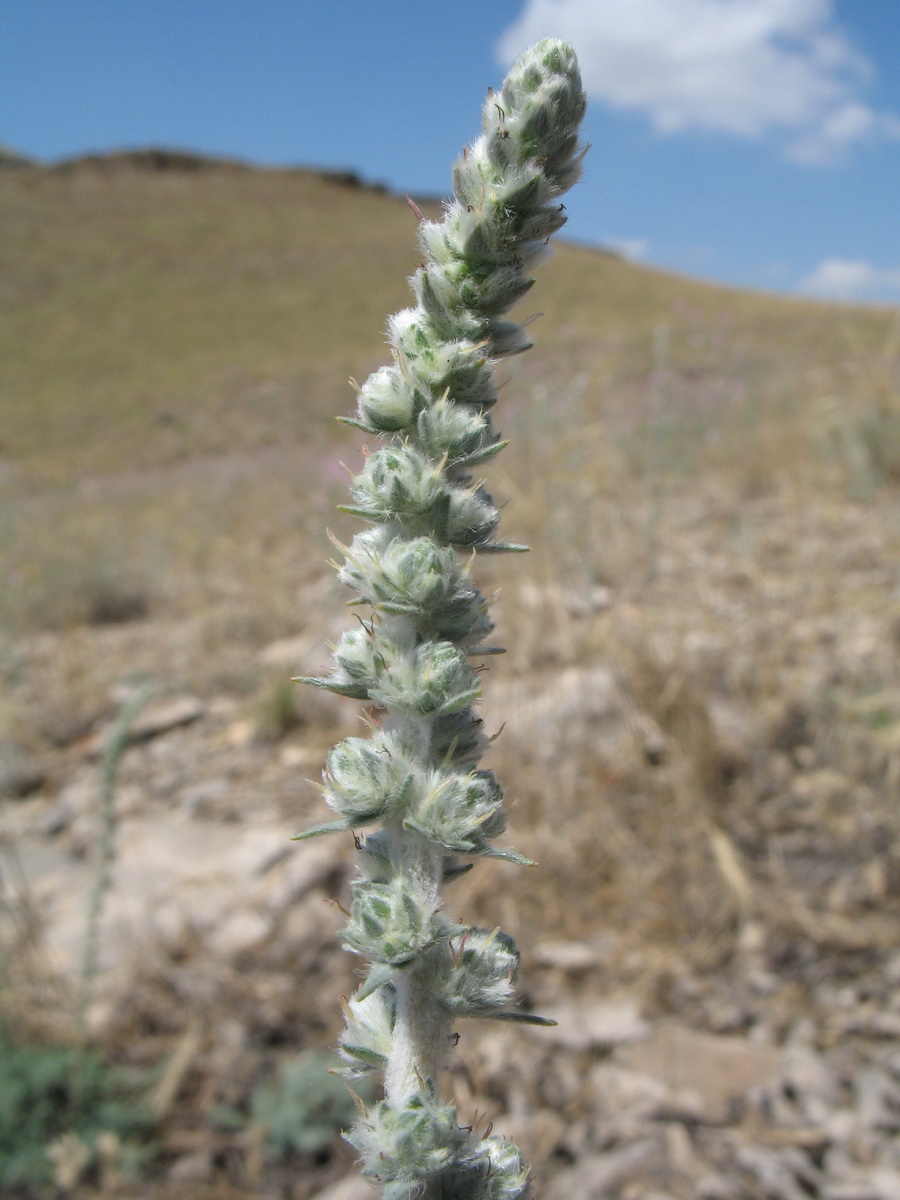 Image of Camphorosma lessingii specimen.