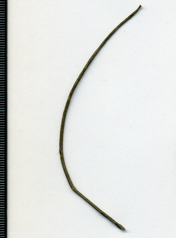 Image of Descurainia sophia specimen.