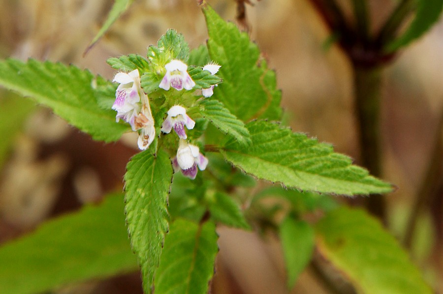 Image of Galeopsis bifida specimen.