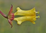 Lonicera involucrata