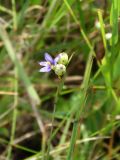 Sisyrinchium montanum