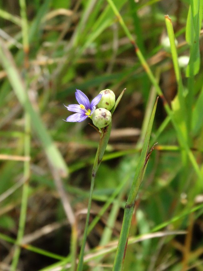 Изображение особи Sisyrinchium montanum.