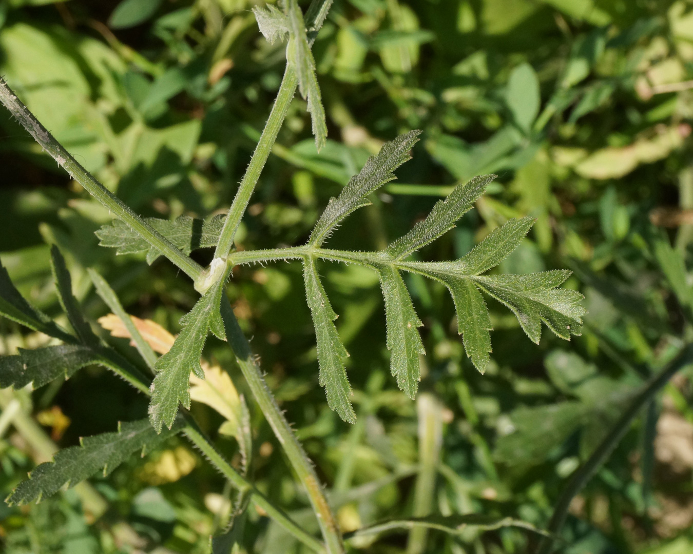 Изображение особи Turgenia latifolia.