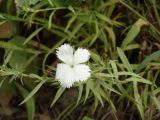 Dianthus chinensis