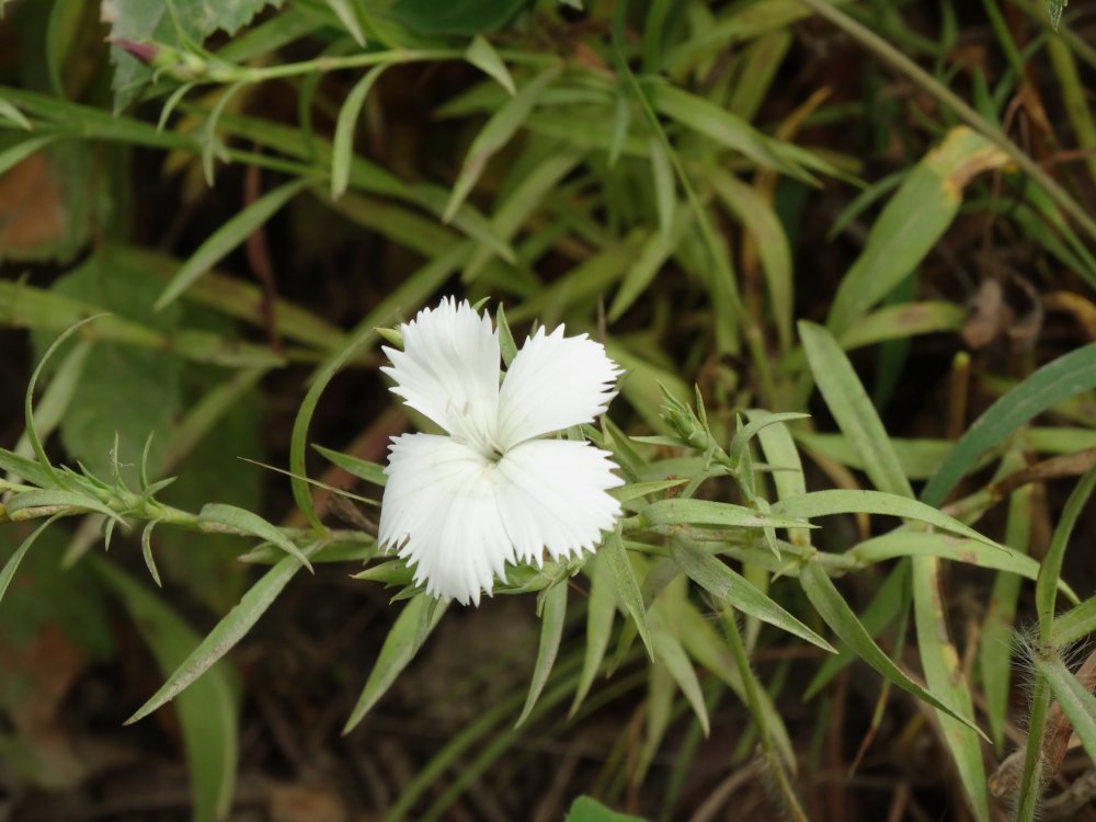 Image of Dianthus chinensis specimen.