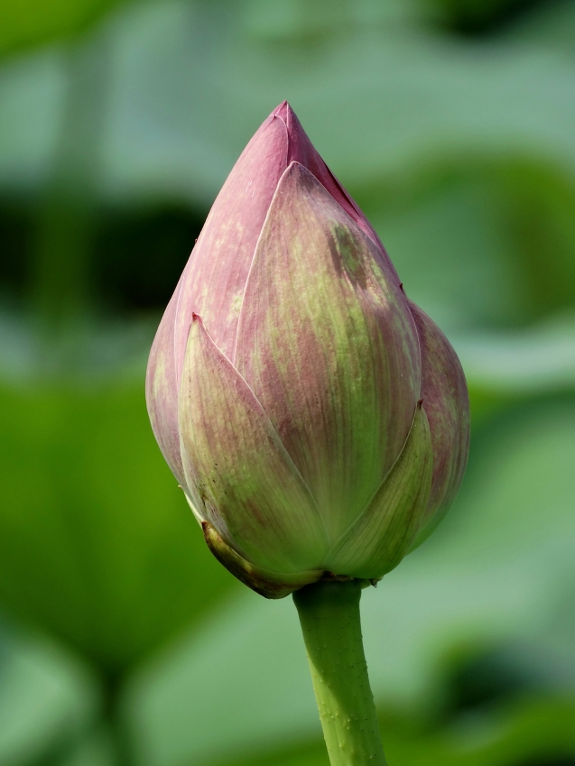 Image of Nelumbo komarovii specimen.