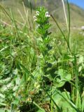 Euphrasia hirtella
