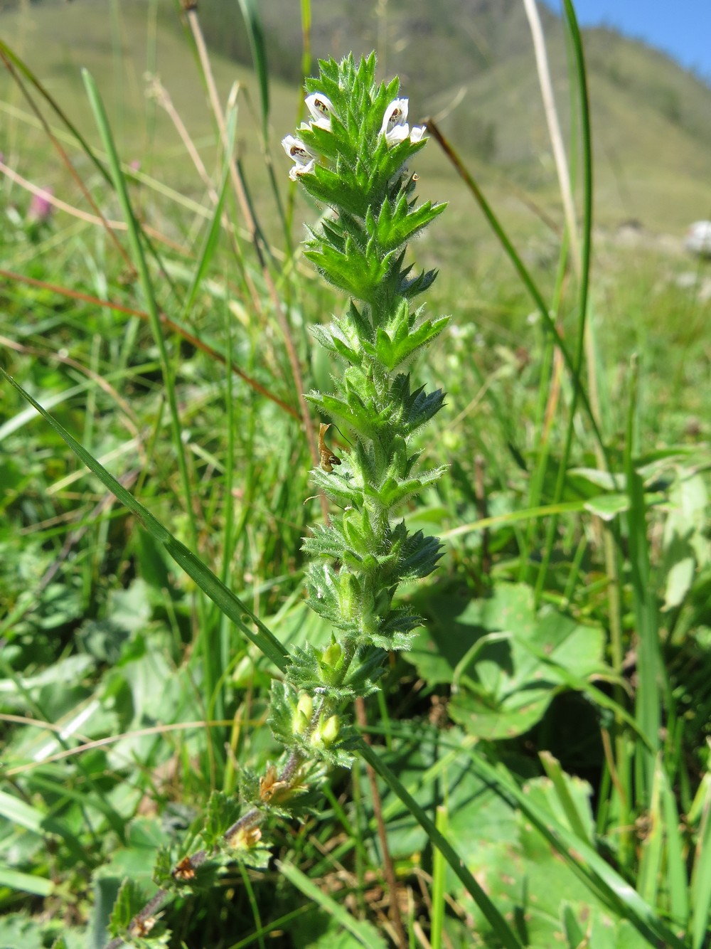 Image of Euphrasia hirtella specimen.