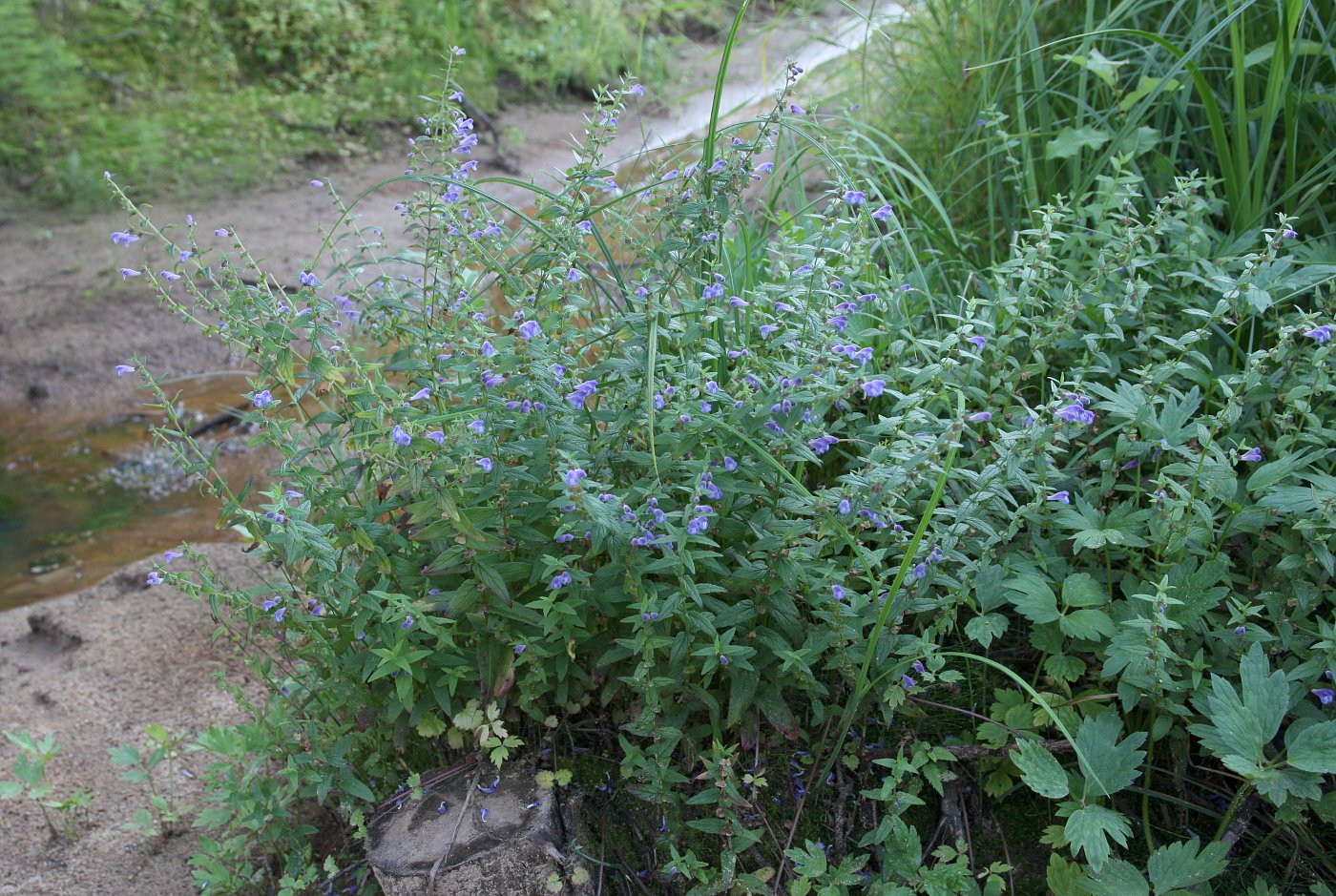 Изображение особи Scutellaria galericulata.