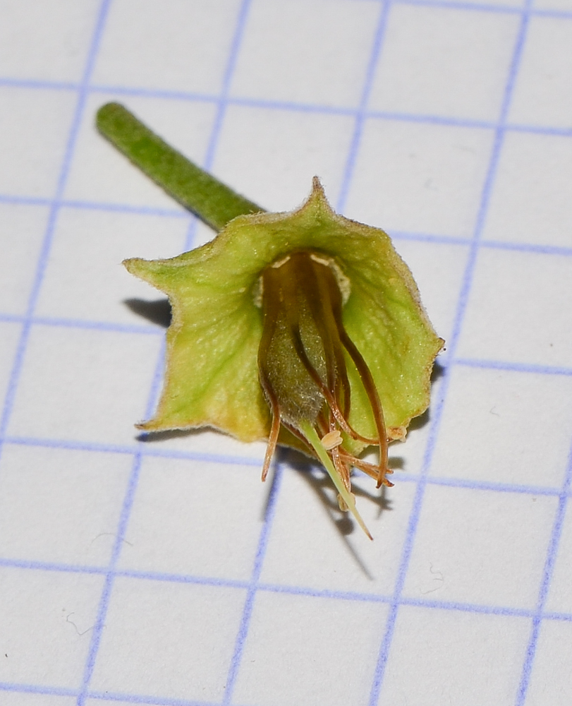 Изображение особи Sophora secundiflora.