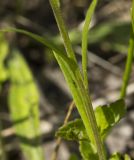 Polygala comosa