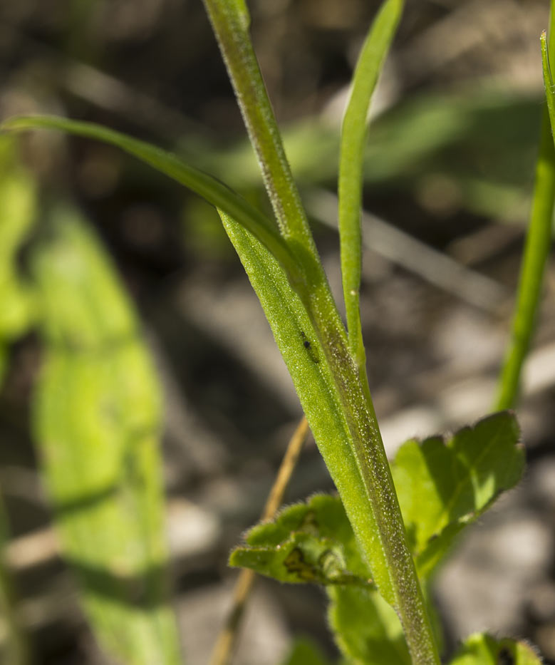 Image of Polygala comosa specimen.