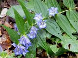 Gentiana asclepiadea