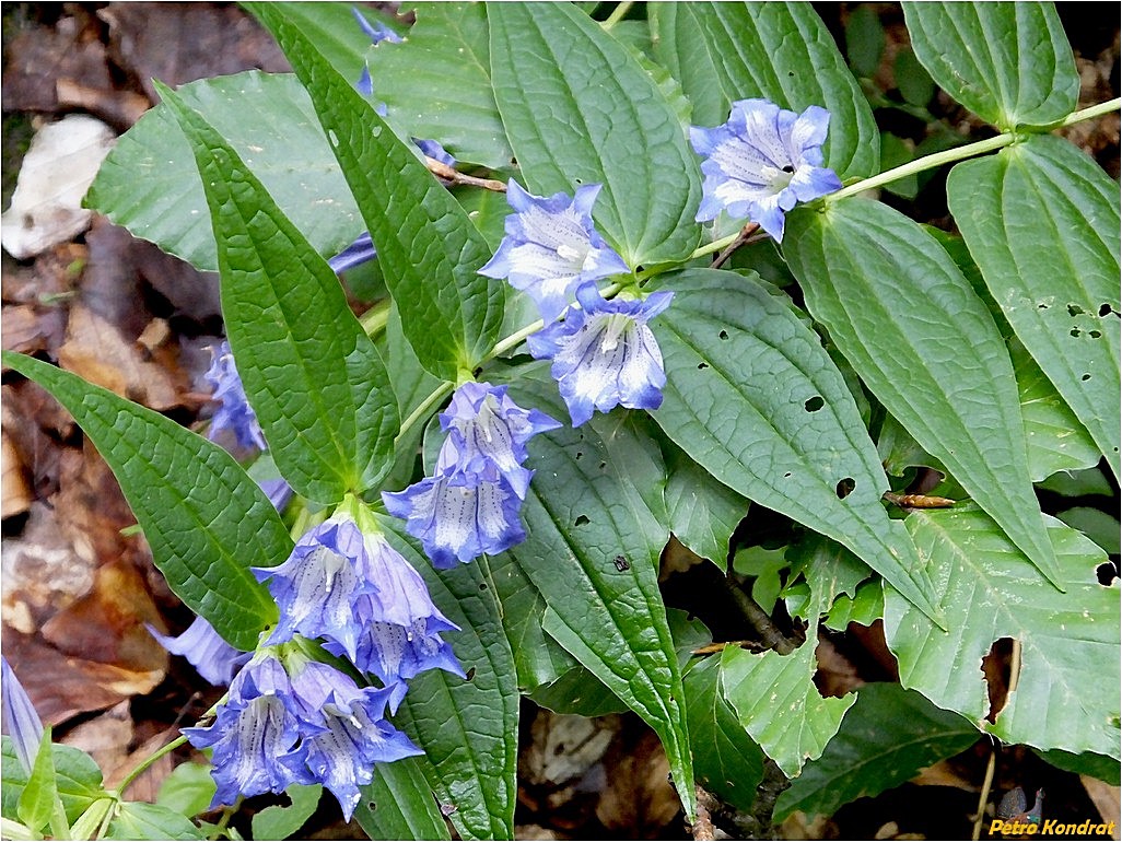 Изображение особи Gentiana asclepiadea.