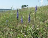 Veronica spicata ssp. bashkiriensis