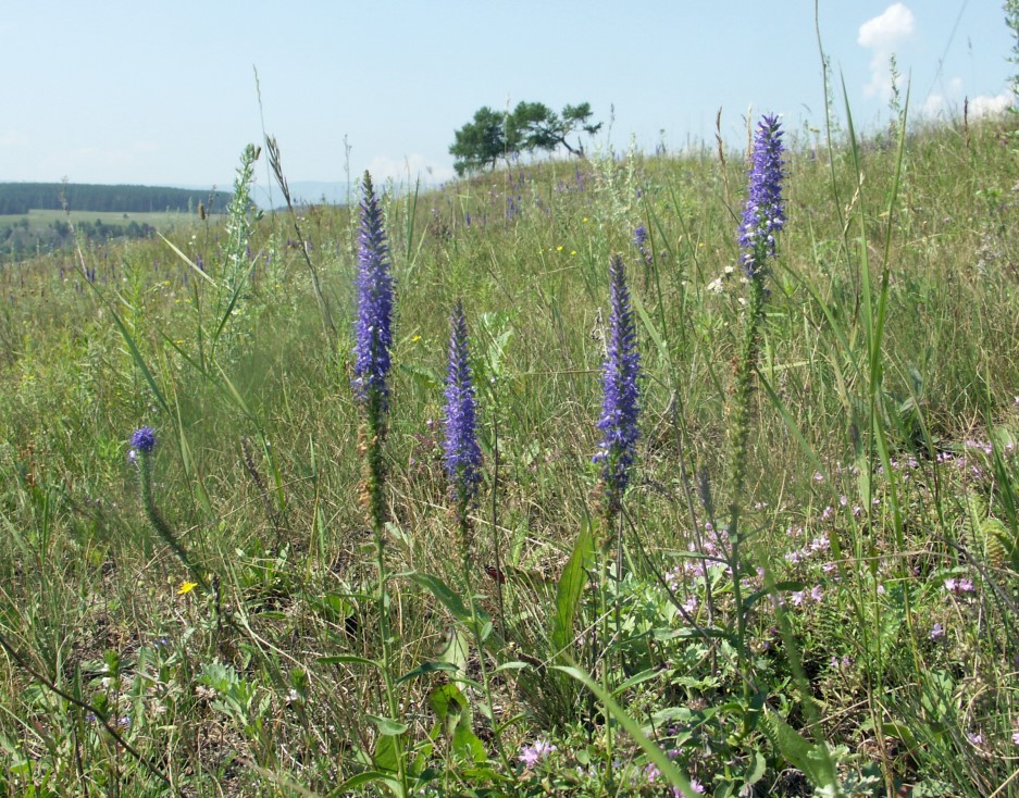 Image of Veronica spicata ssp. bashkiriensis specimen.