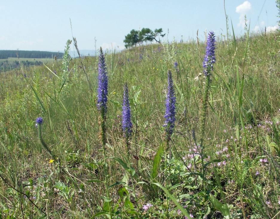 Изображение особи Veronica spicata ssp. bashkiriensis.