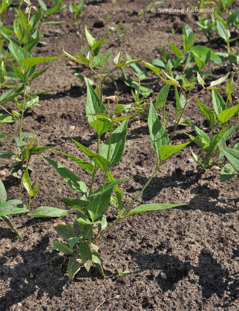 Image of Clematis mandshurica specimen.