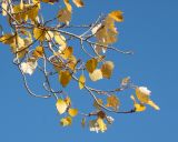 Populus alba. Ветвь с осенними листьями. Казахстан, г. Байконур, в озеленении. 03.11.2010.