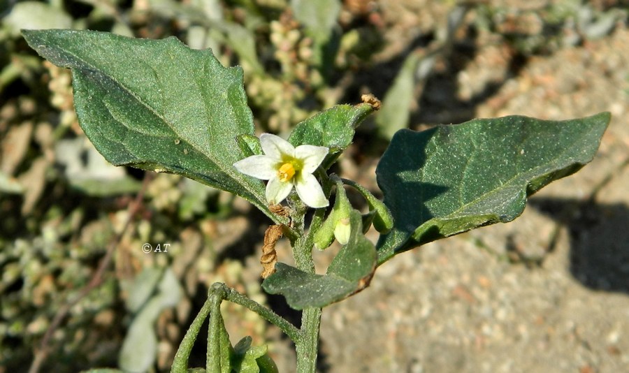 Изображение особи Solanum nigrum.