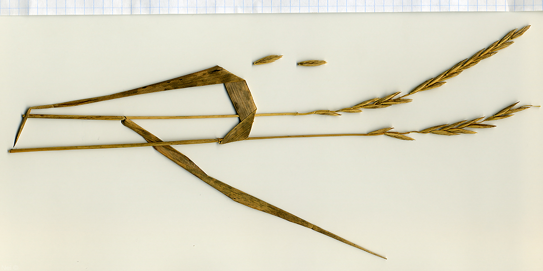 Image of Elytrigia repens specimen.
