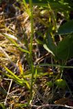 Campanula rotundifolia. Часть стебля. Мурманская обл., окр. пос. Териберка, скальный массив. 02.07.2016.