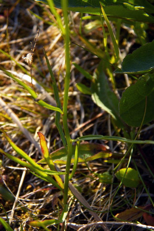 Image of Campanula rotundifolia specimen.