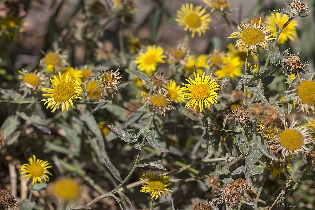 Изображение особи Inula britannica.