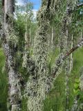 Evernia mesomorpha. Талломы. Архангельская обл., Вельский р-н, окр. ур. Куваш, заболоченный лес, на Betula. 12.08.2012.