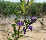 Solanum dulcamara
