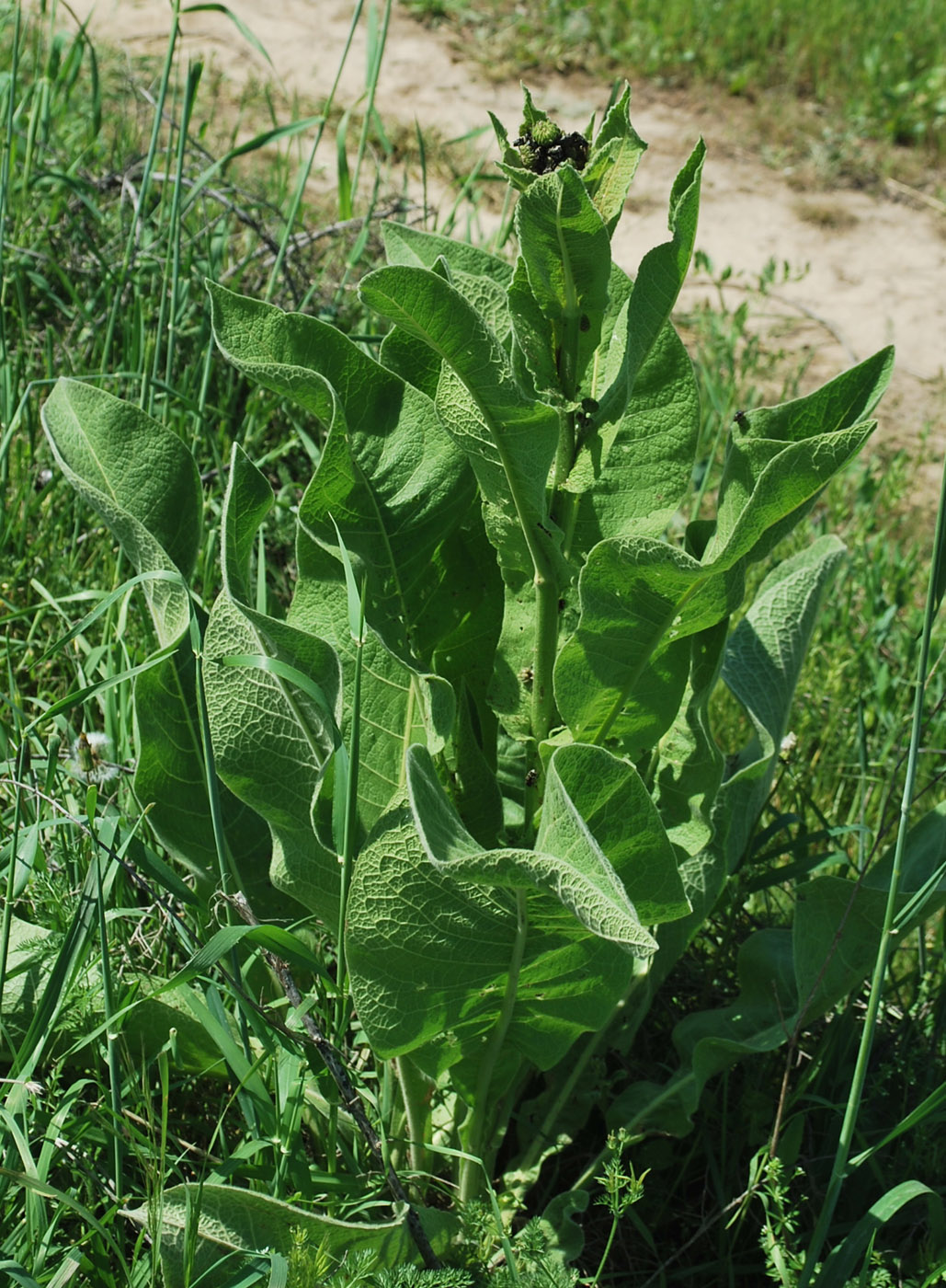 Изображение особи Inula macrophylla.