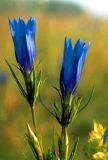Gentiana pneumonanthe