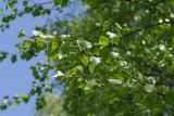 Betula pendula. Ветвь. Ленинградская обл., Всеволожский р-н, окр. пос. Куйвози, осушенное зарастающее болото. 15.05.2016.