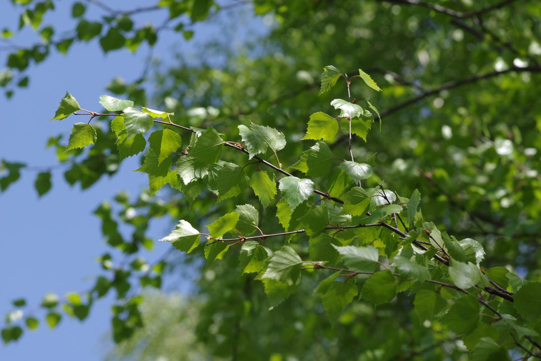 Изображение особи Betula pendula.