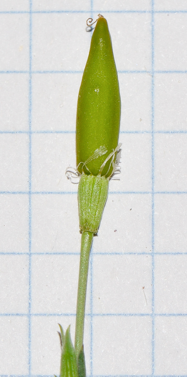 Image of Silene modesta specimen.