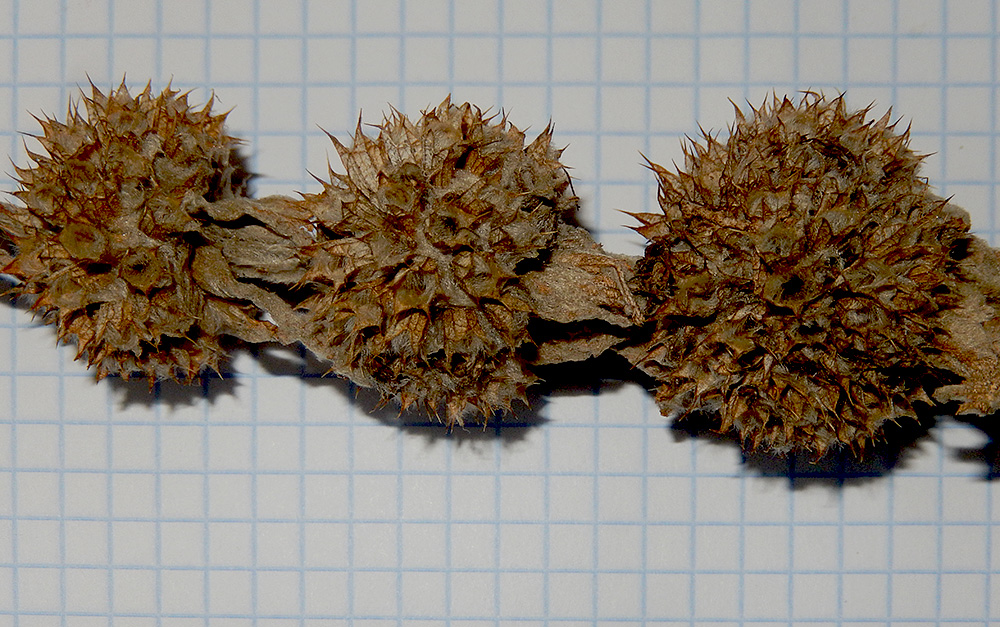 Image of Stachys velata specimen.