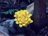 Etlingera fimbriobracteata. Соцветие. Малайзия, остров Борнео, провинция Сабах, подножие горы Кинабалу, экологический лагерь \"Lupa Masa\" в джунглях. Примерно 3 февраля 2017 г.