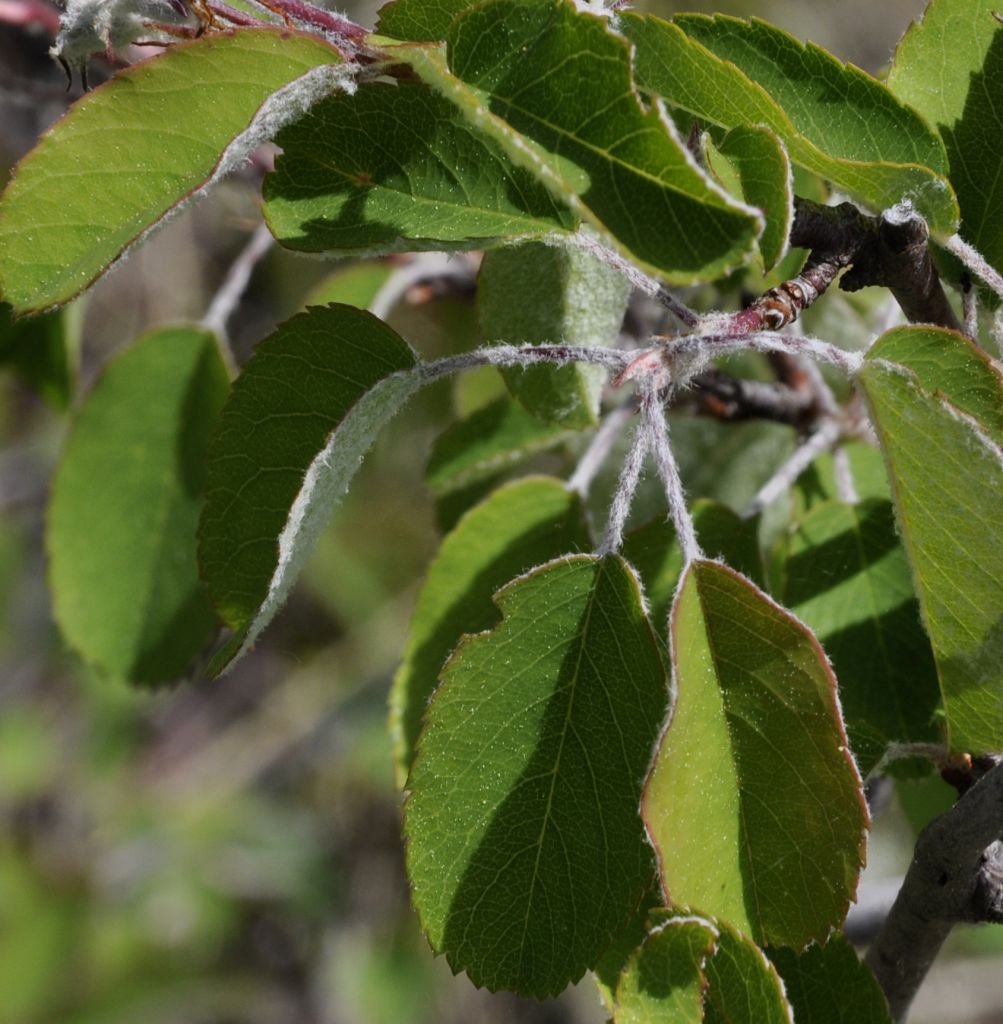 Image of Amelanchier ovalis specimen.