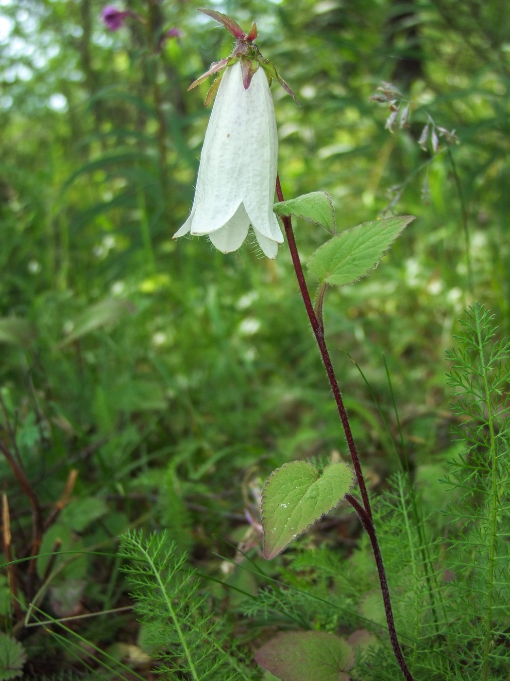 Изображение особи Campanula punctata.