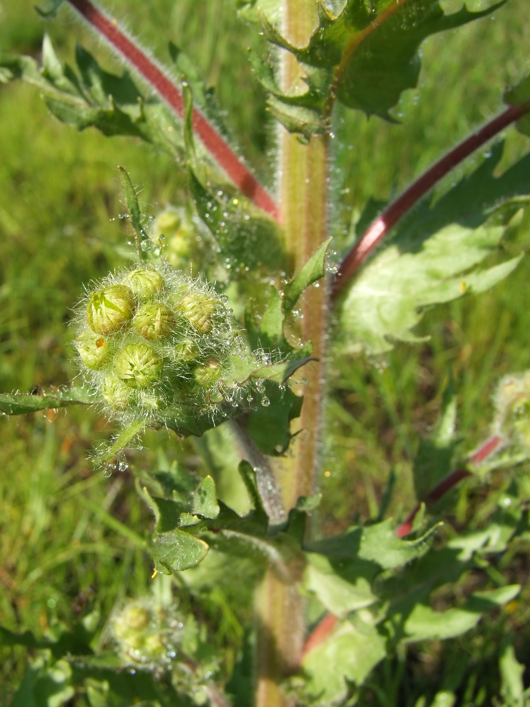 Изображение особи Tephroseris palustris.