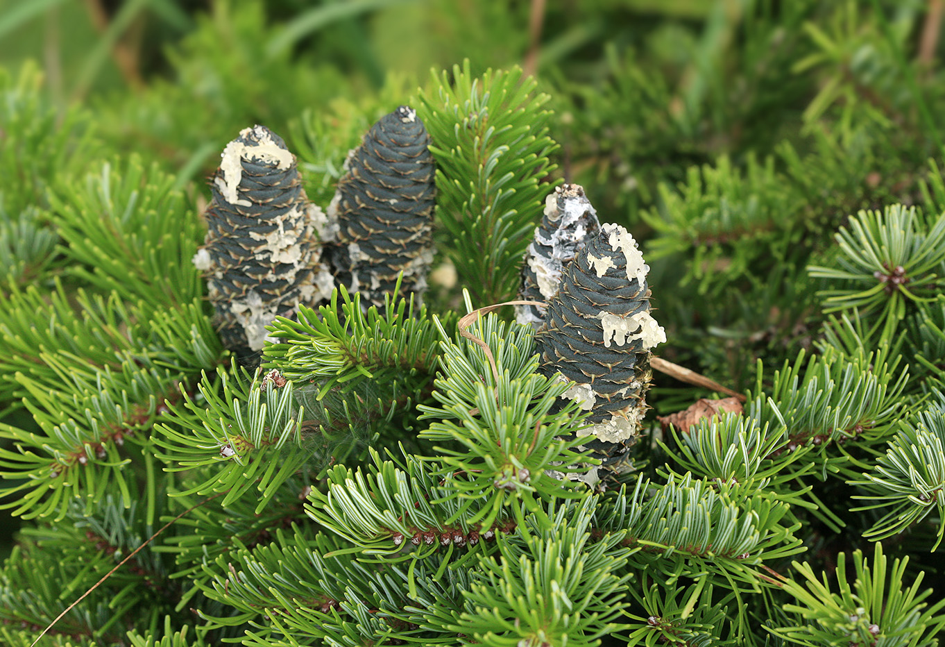 Изображение особи Abies sachalinensis.