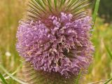 Dipsacus fullonum