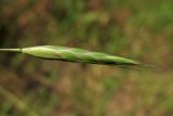 Bromus arvensis