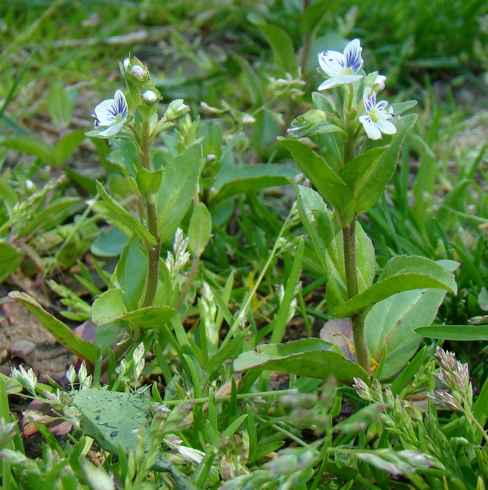 Image of Veronica serpyllifolia specimen.